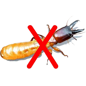 Diệt Mối 247