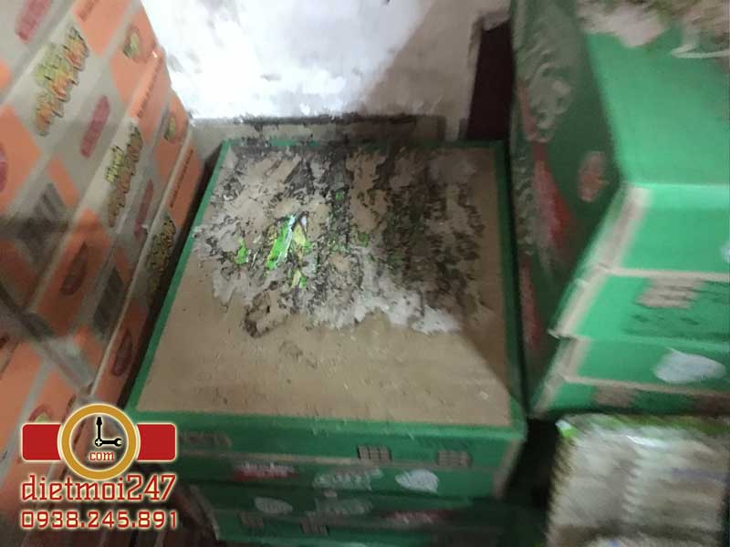 Diệt Mối 247