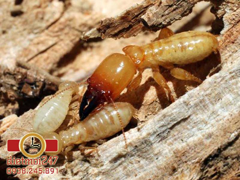 Diệt Mối 247